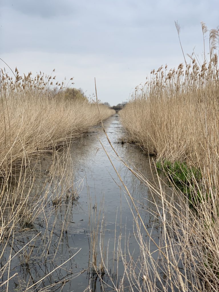 A reed bed canal stretching towards a bridge